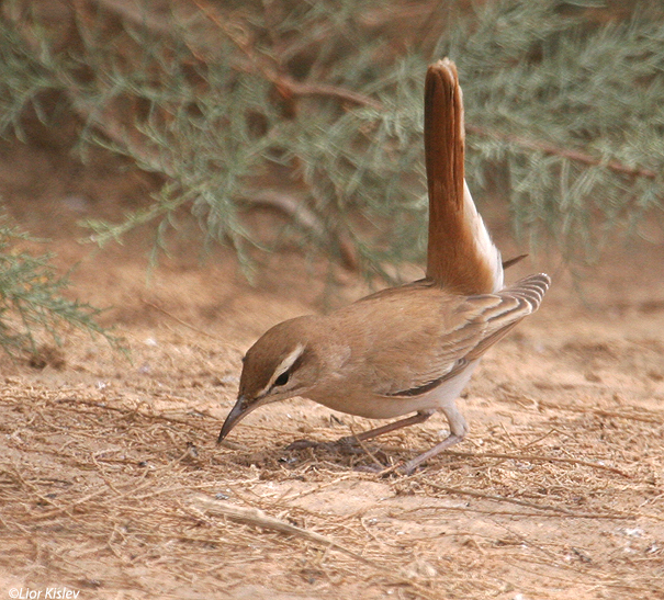 חמריה חלודת  זנב  Rufous Bush Robin                              Cercotrichas galactotes יוטבתה,אפריל 2007
